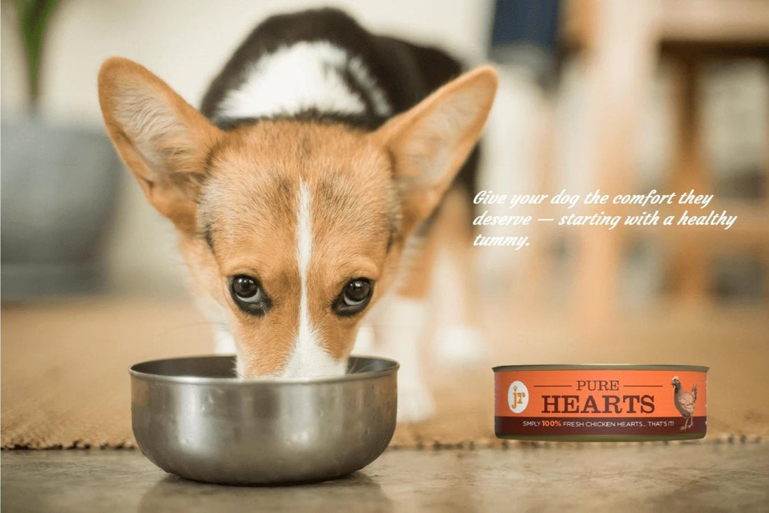 Dog eating a digestive‑friendly meal with single‑ingredient chicken hearts topper.