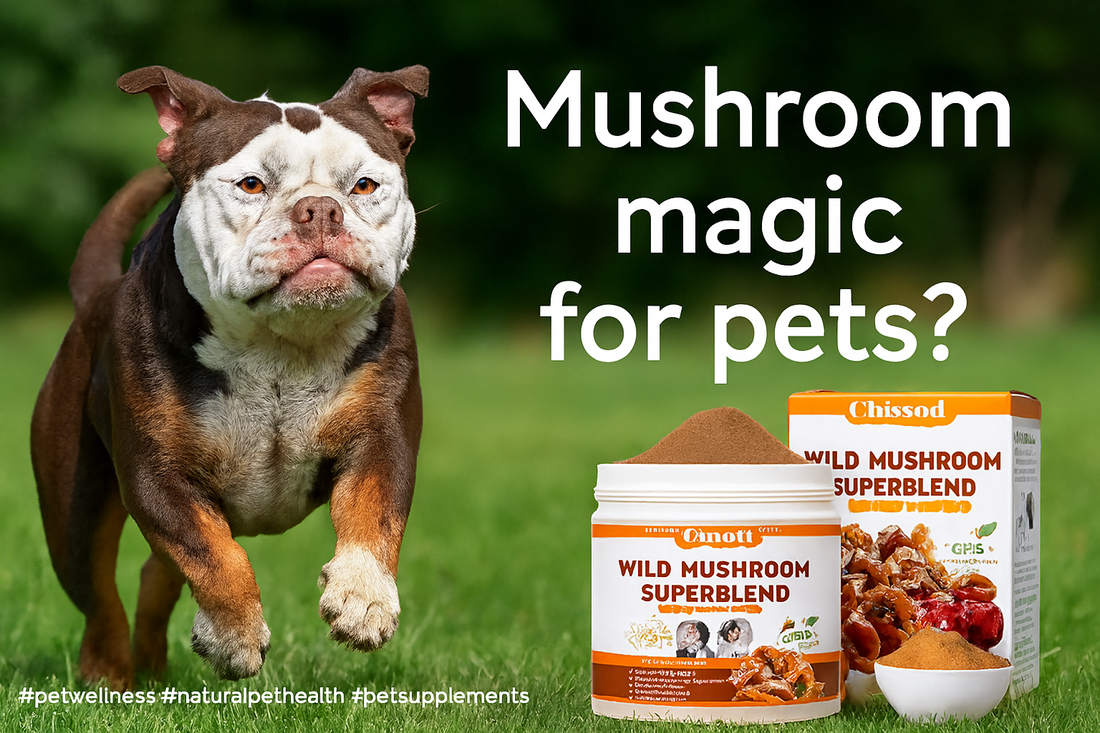 Dog and cat wellness products featuring mushroom immune supplements with Reishi, Turkey Tail, and Maitake