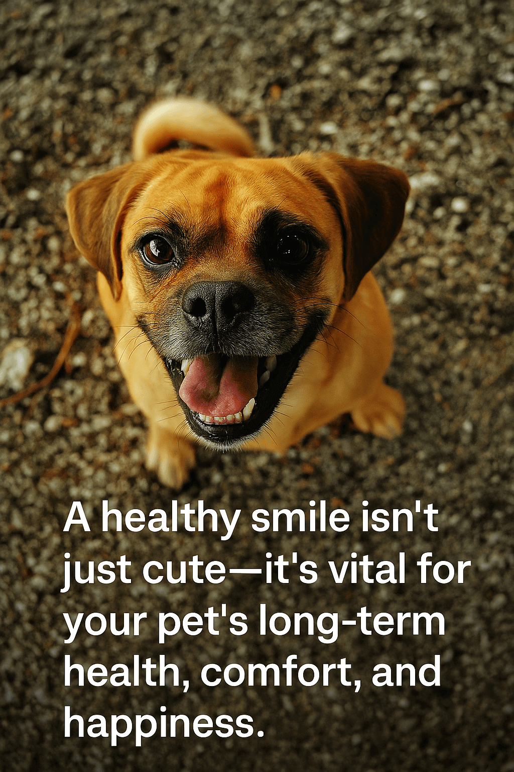 Dog getting teeth brushed with pet-safe toothbrush for improved oral hygiene