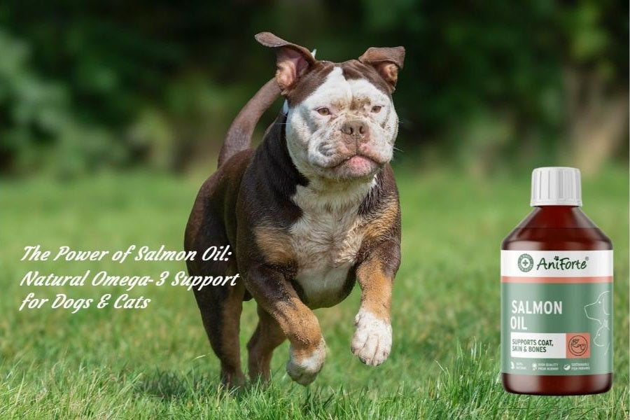 Dog and cat relaxing together, representing the health benefits of salmon oil and Omega‑3 supplements