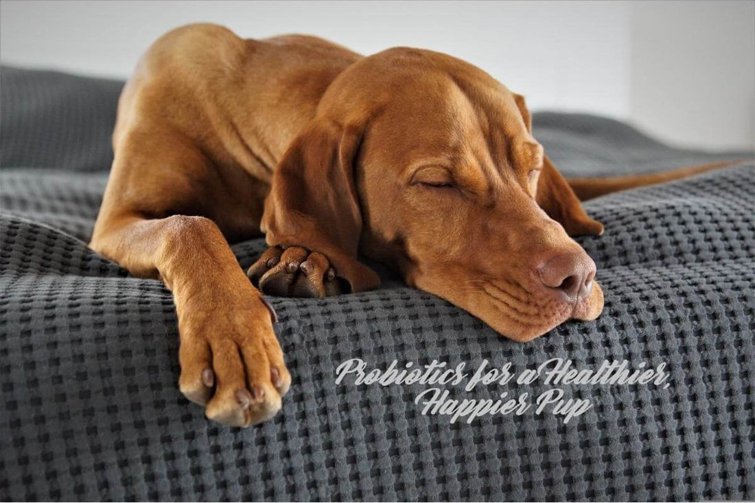 Calm brown dog resting on a soft grey blanket, representing gut health and probiotic support for pets