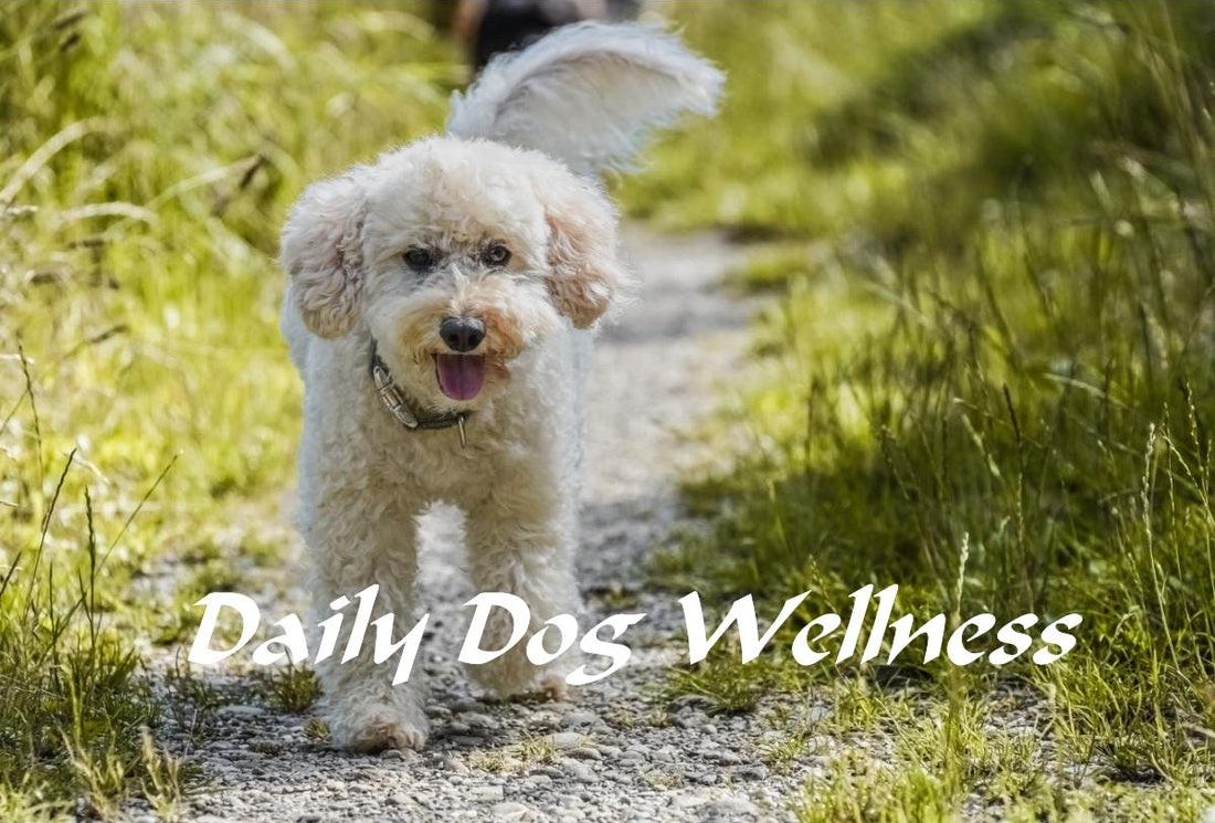 Small curly‑haired dog walking on a narrow gravel path surrounded by tall green grass, representing a healthy daily wellness routine for dogs