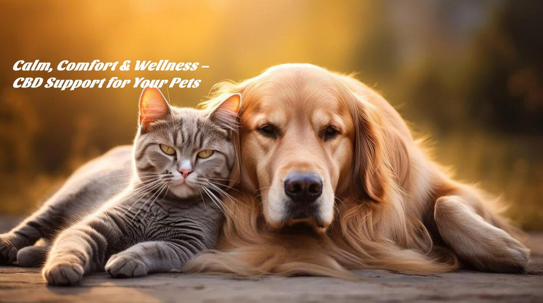 Dog and cat relaxing together with CBD wellness products, representing natural calming and mobility support for pets.