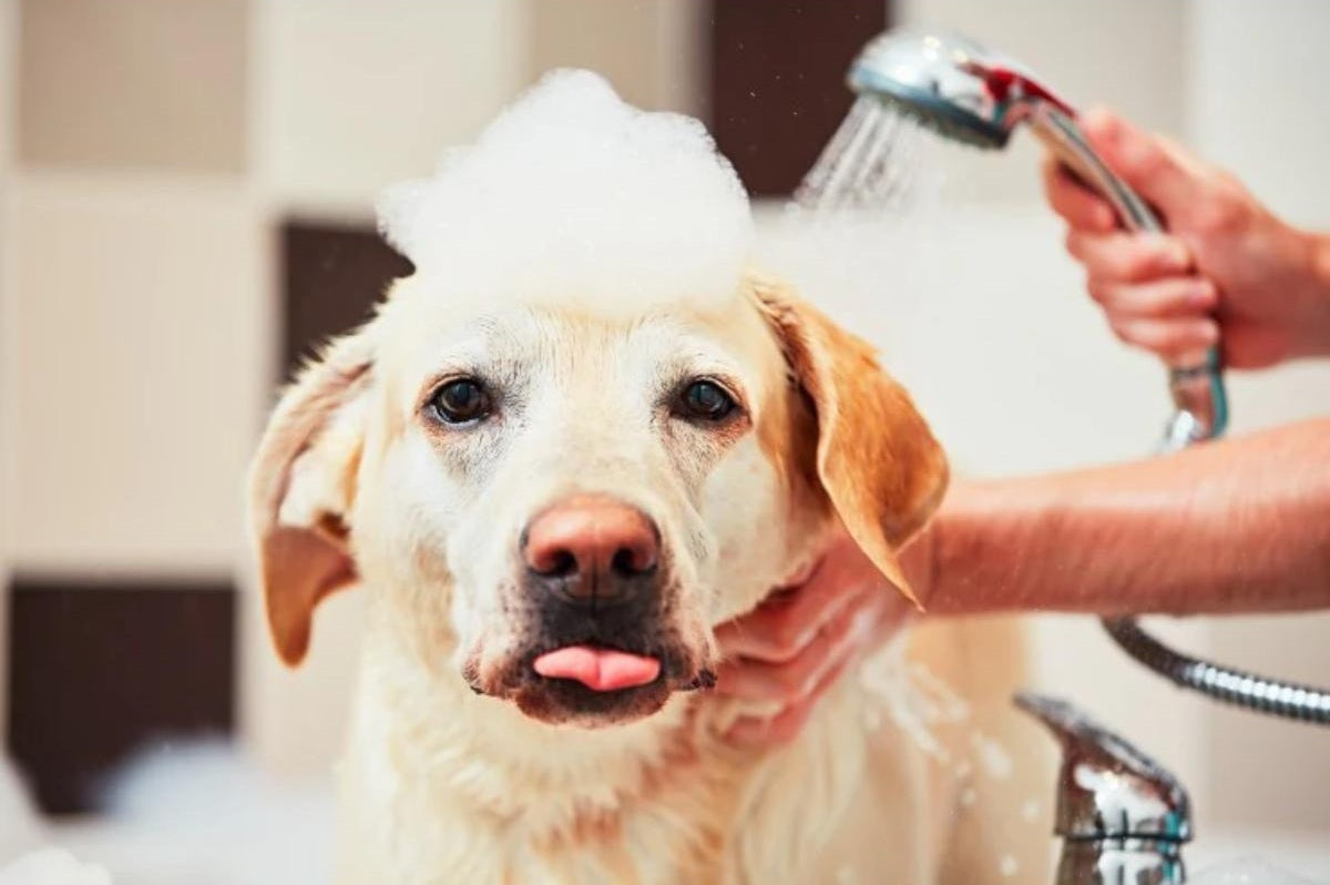 Dog bathing guide – owner washing dog in bathtub, healthy grooming routine