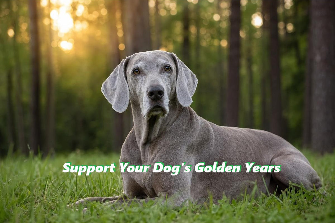 Senior grey dog resting peacefully on green grass in a sunlit forest, symbolizing natural wellness and joint support.