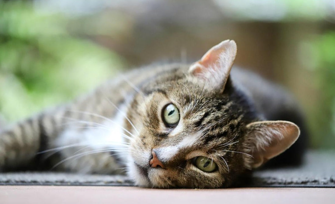 Cat relaxing on a couch after CBD oil treatment, natural pet wellness, calm feline health support
