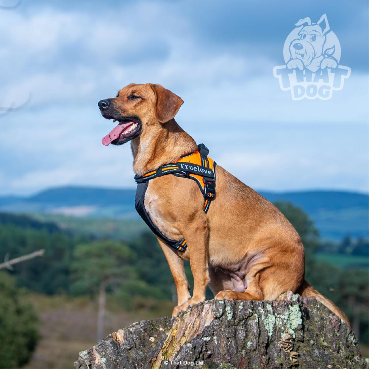 Truelove Handle Dog Harness with padded top handle
