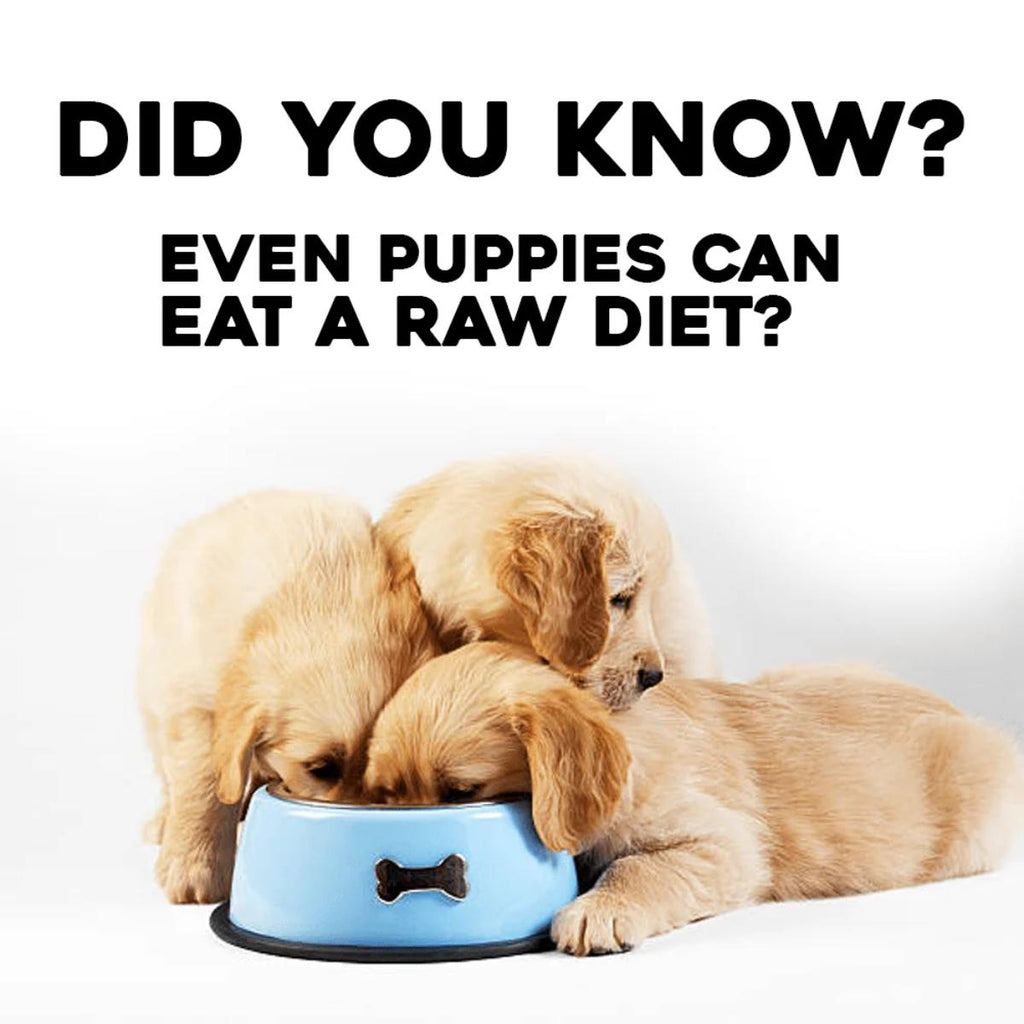 King Kanine RAW BLTB beef liver tripe and ground bone raw dog food
