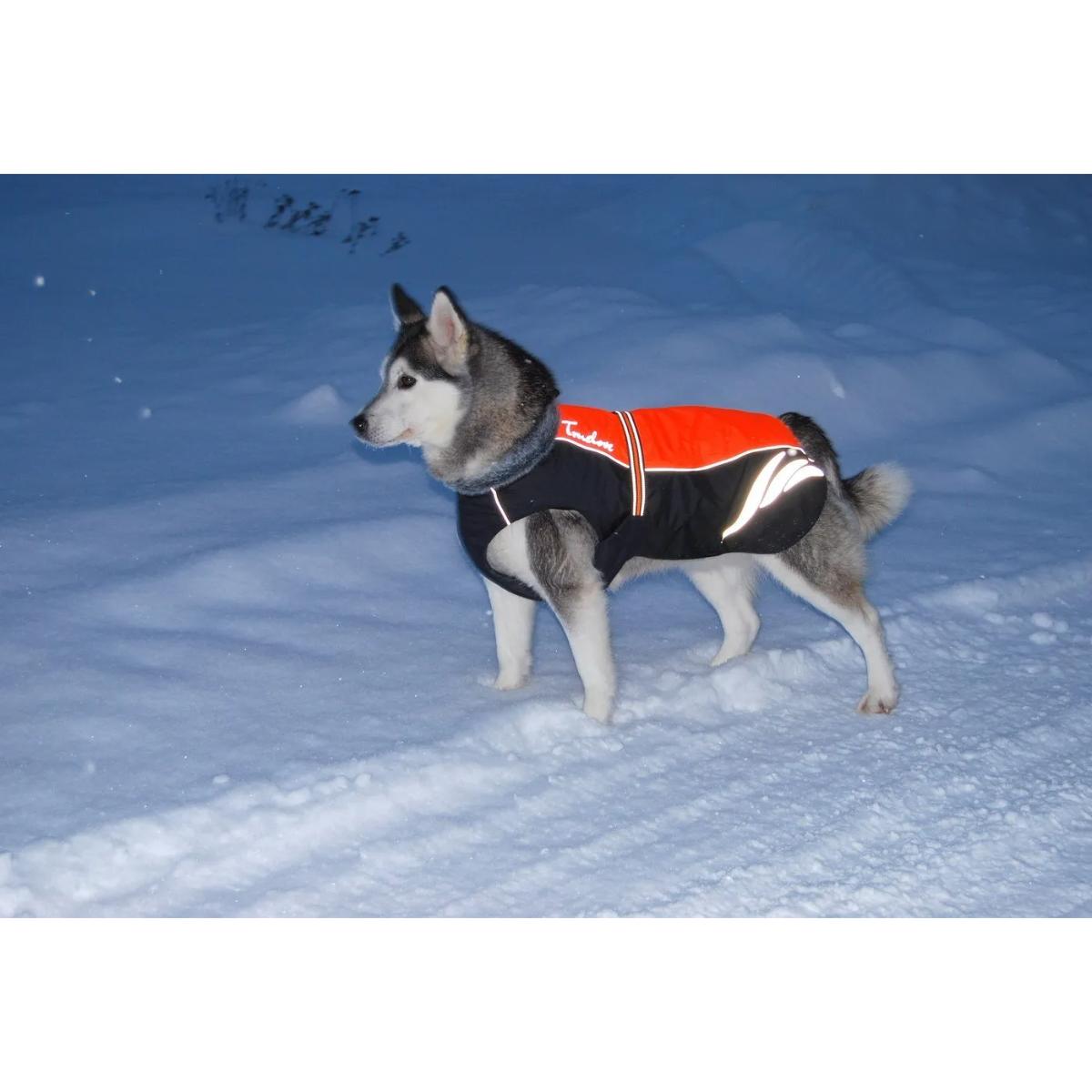 Truelove waterproof winter dog coat with reflective detailing