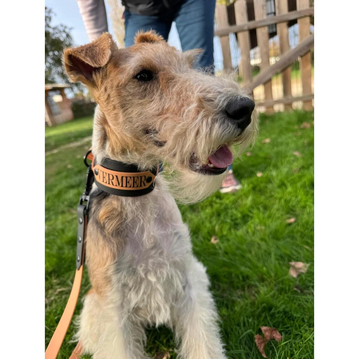 A wirehaired dog sitting on green grass wearing a black leather collar with gold trim and the word 'ERMEER' in gold lettering, attached to a tan leash. A person is standing in the background near a wooden fence.