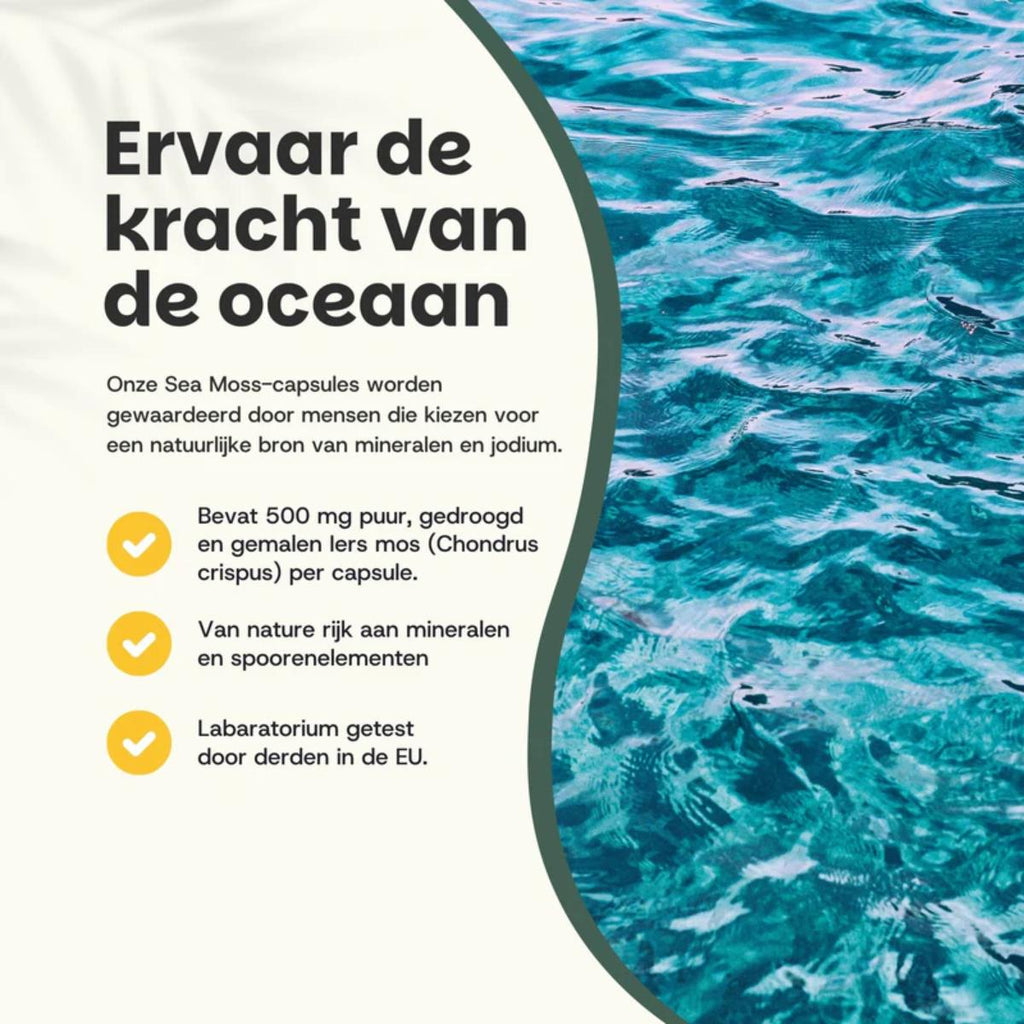 Sea Moss Capsules dietary supplement bottle with 60 capsules