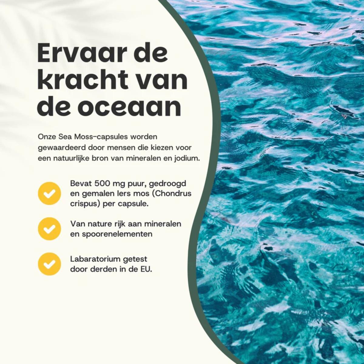 Sea Moss Capsules dietary supplement bottle with 60 capsules