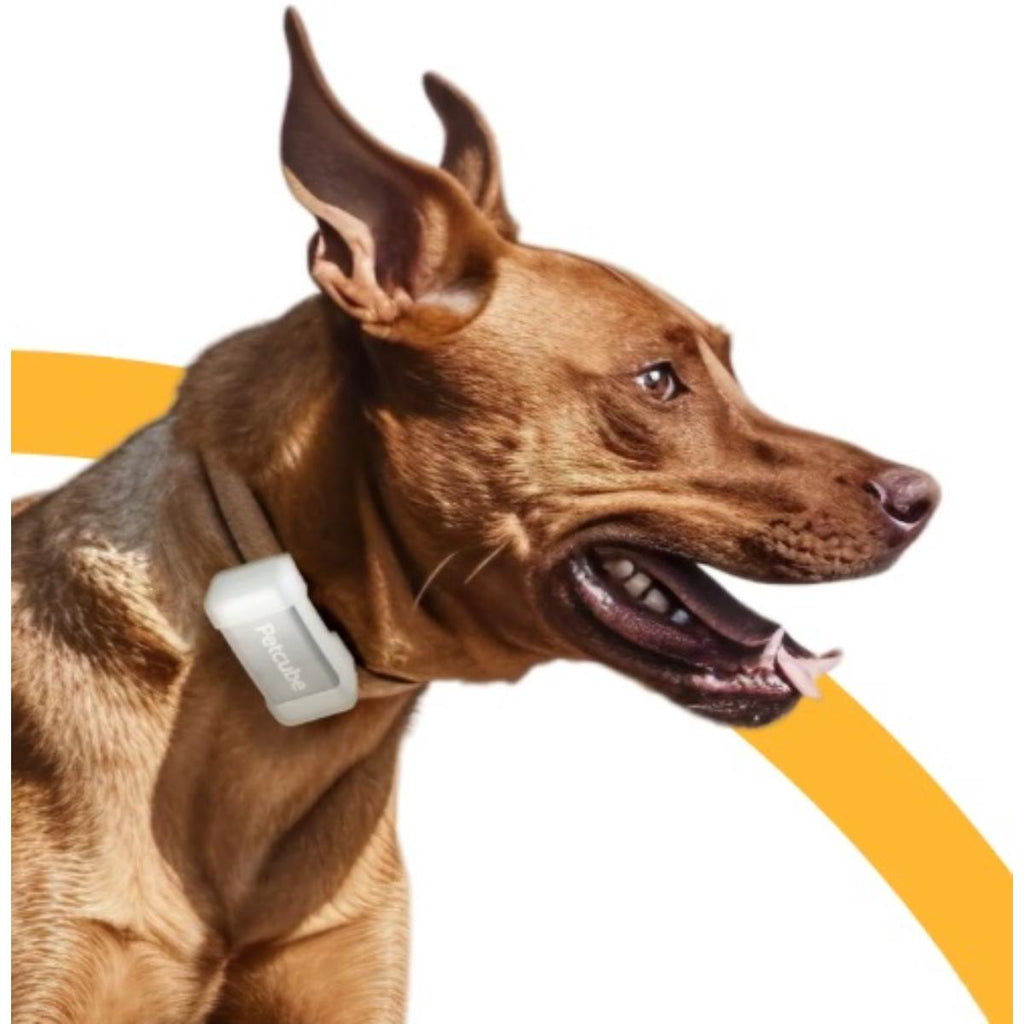 Petcube GPS pet tracker device attached to a dog collar for real-time location tracking