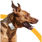 Petcube GPS pet tracker device attached to a dog collar for real-time location tracking