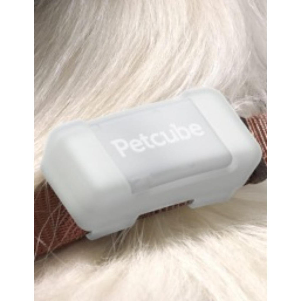 Petcube GPS pet tracker device attached to a dog collar for real-time location tracking