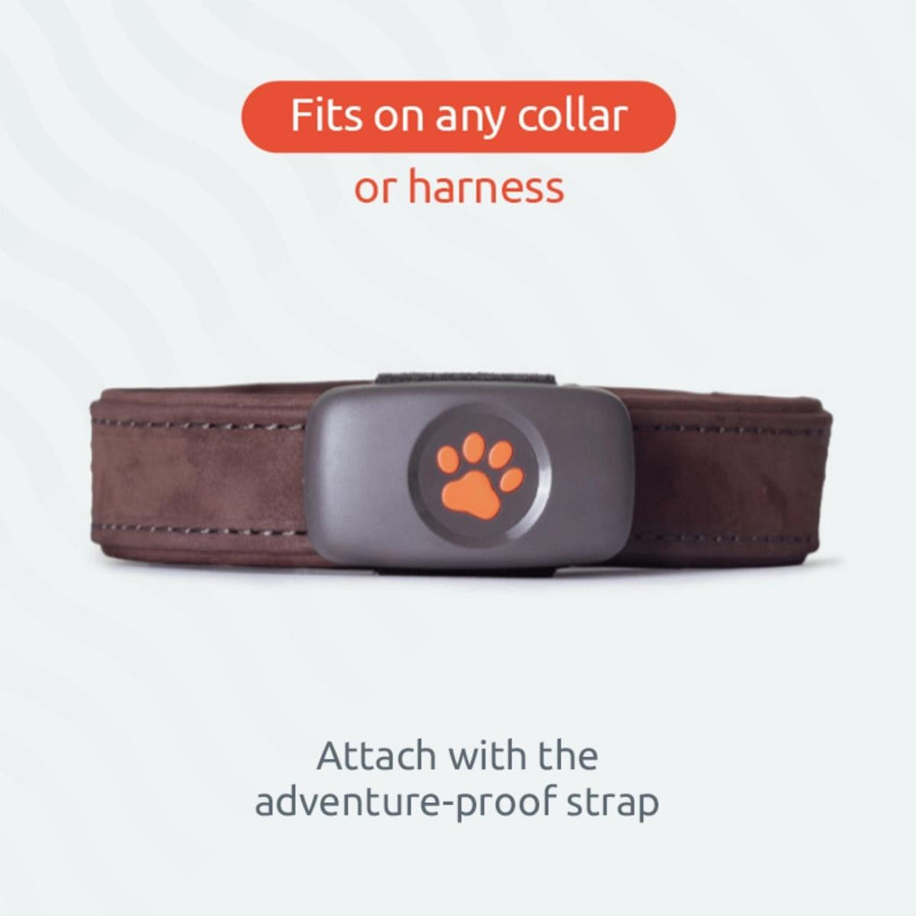 PitPat GPS dog tracker with no subscription, waterproof real-time pet tracking device for dog collars