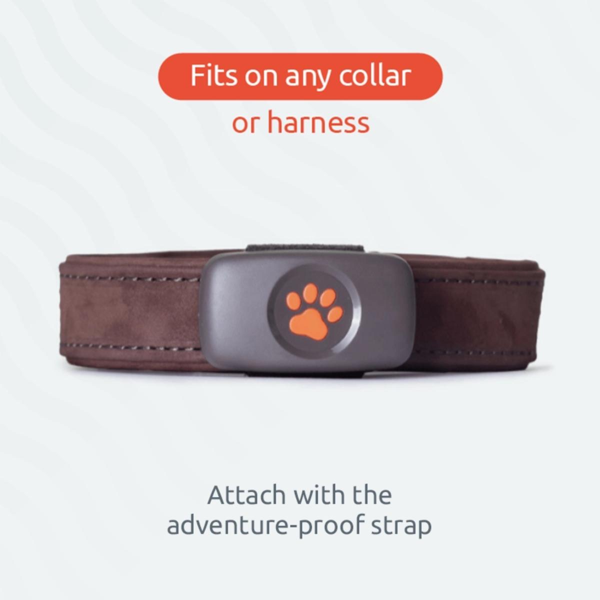 PitPat GPS dog tracker with no subscription, waterproof real-time pet tracking device for dog collars