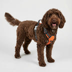 orange dog carrier backpack small dogs