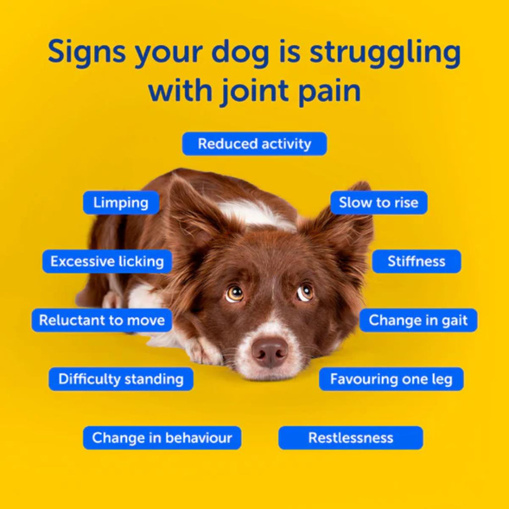 Zooomy hyaluronic acid joint support for dogs